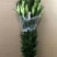 鲜花批发专区百合鲜切花索尔邦云南基地直发可视频看货