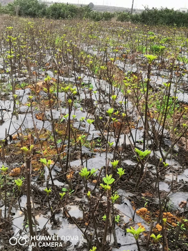 给湖南客户挖1000棵苗