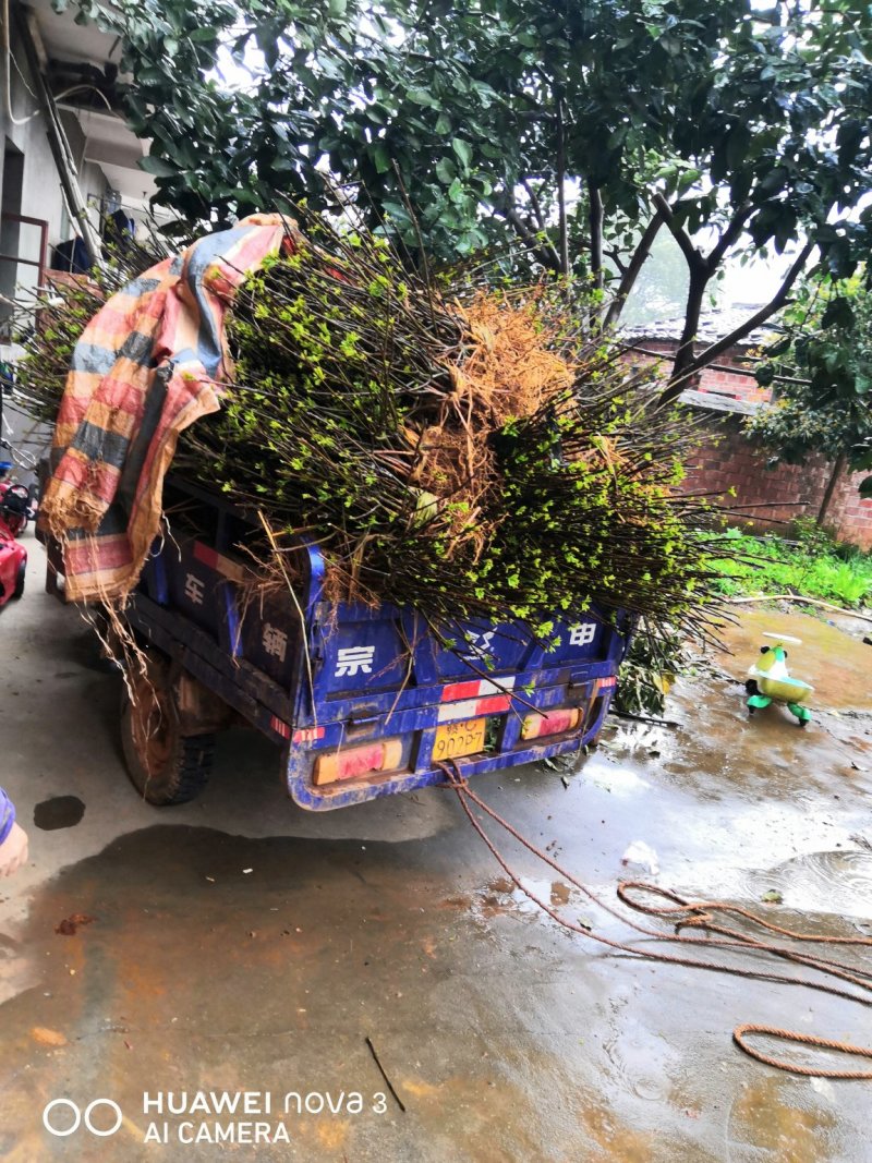 给湖南客户挖1000棵苗