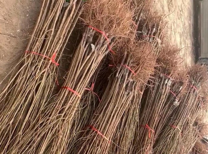 李子园春季定植场景