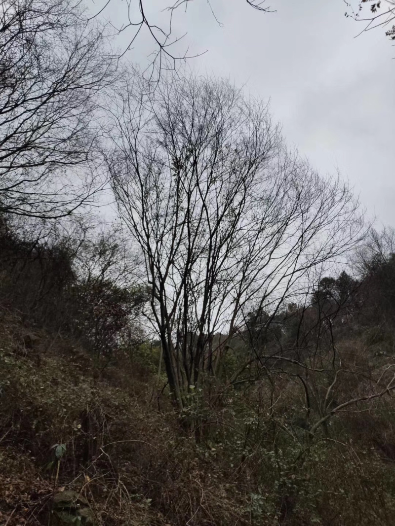 2-6杆丛生朴树，40-120公分，朴树苗木直供