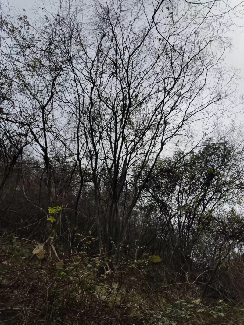2-6杆丛生朴树，40-120公分，朴树苗木直供