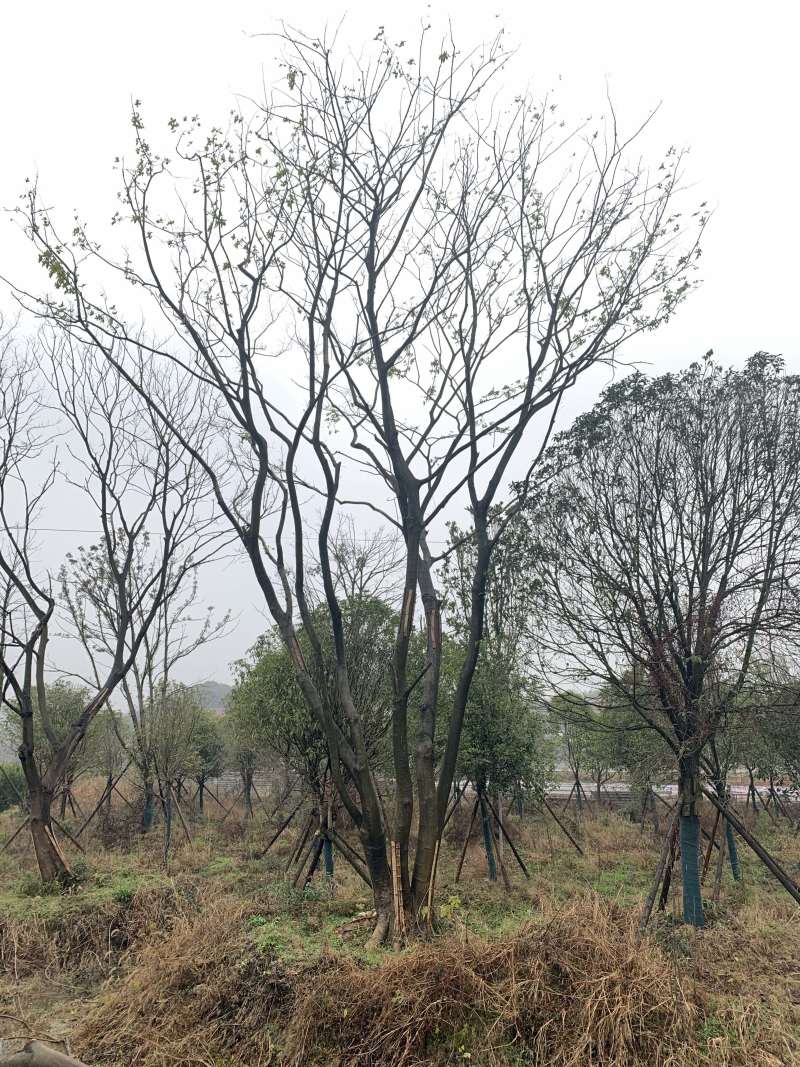 2-6杆丛生朴树，40-120公分，朴树苗木直供