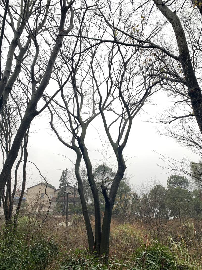 2-6杆丛生朴树，40-120公分，朴树苗木直供