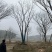 2-6杆丛生朴树，40-120公分，朴树苗木直供