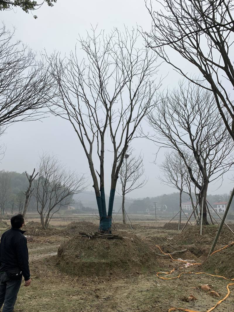 2-6杆丛生朴树，40-120公分，朴树苗木直供