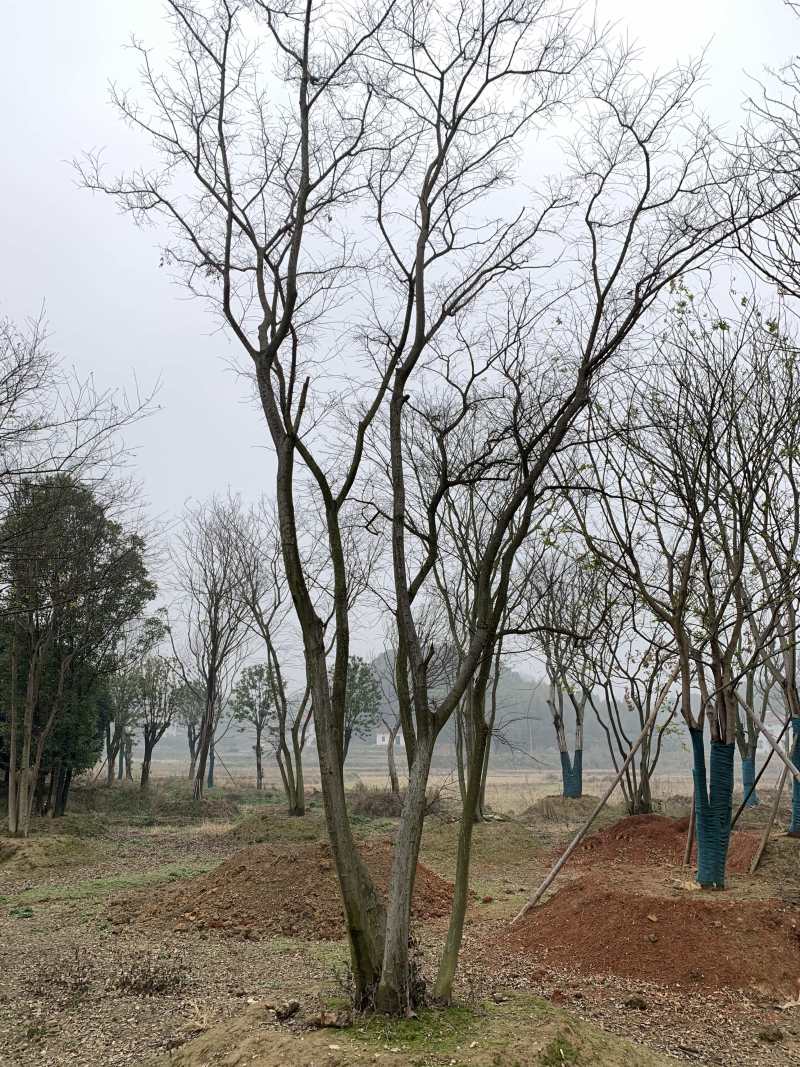 2-6杆丛生朴树，40-120公分，朴树苗木直供