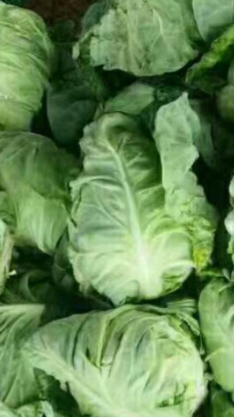 牛心甘蓝，质量好，价格优惠