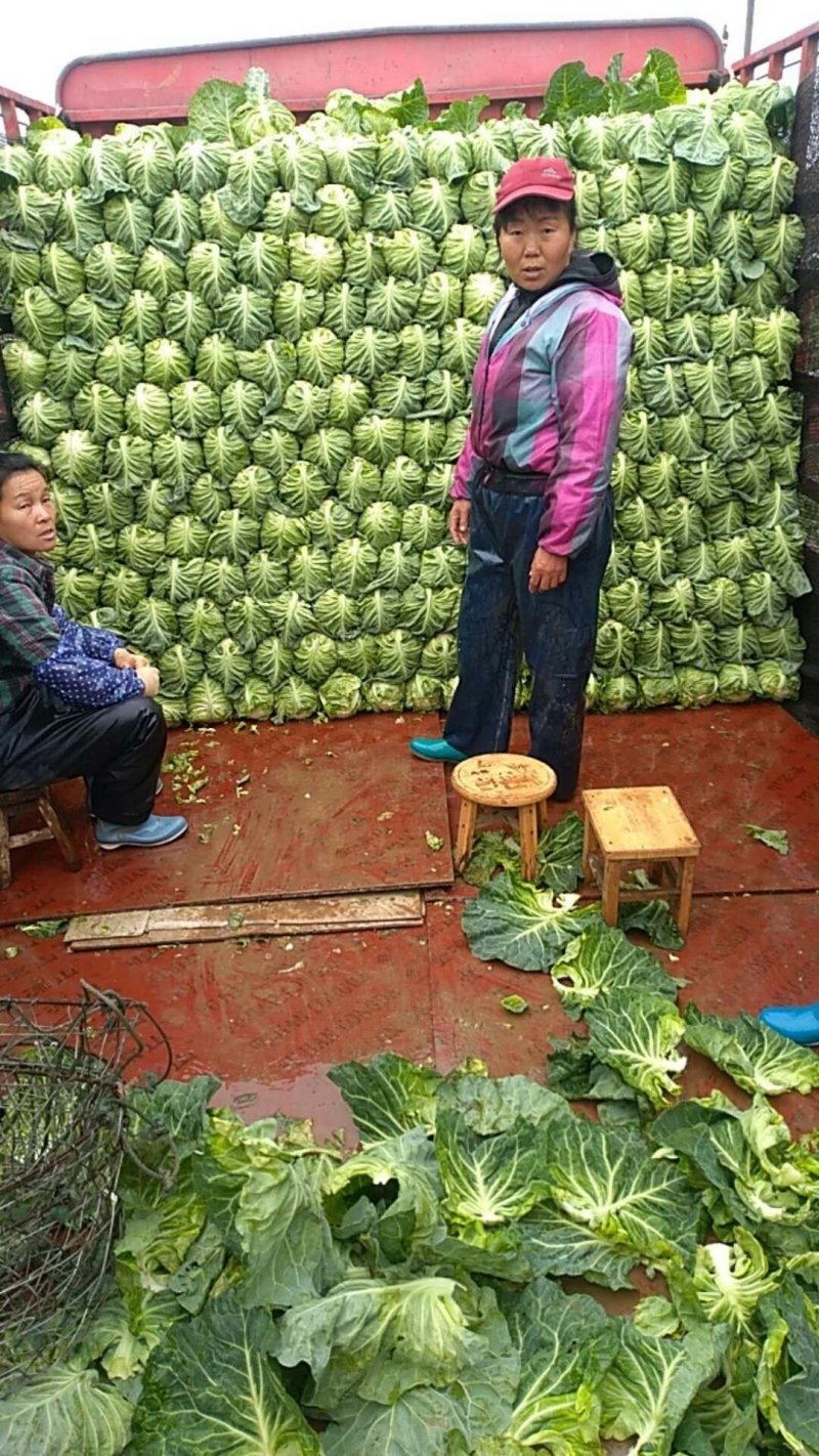 牛心甘蓝，质量好，价格优惠