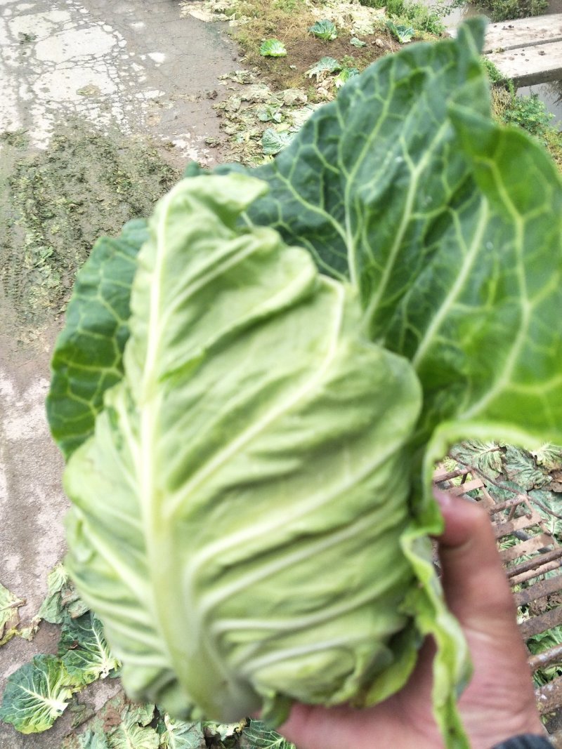 牛心甘蓝，质量好，价格优惠
