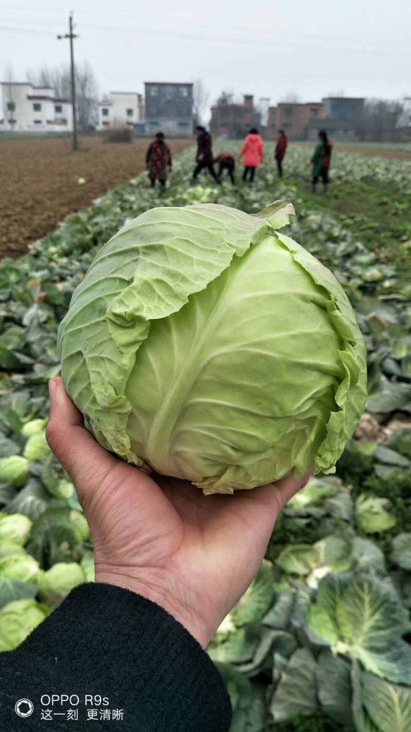 牛心甘蓝，质量好，价格优惠