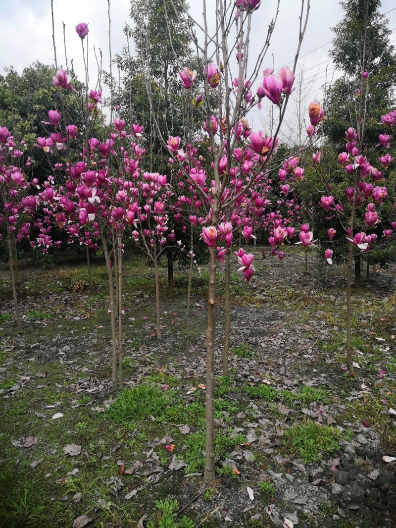 玉兰红花玉兰