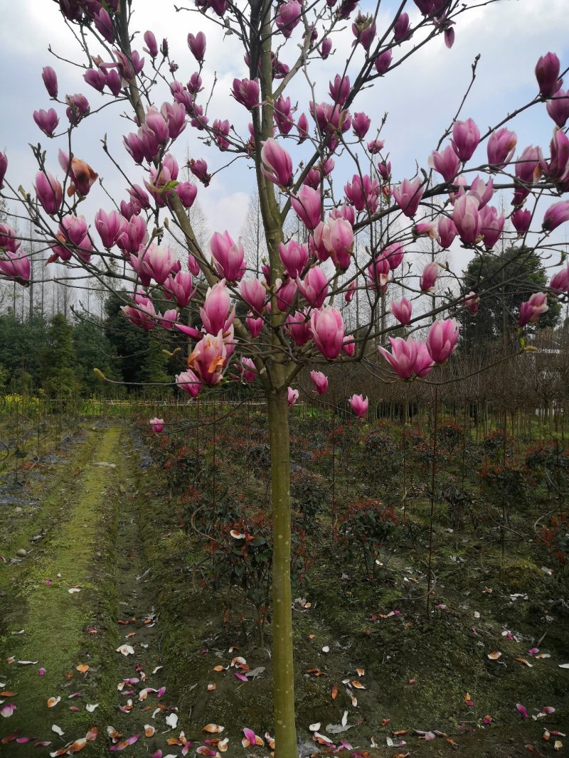 玉兰红花玉兰