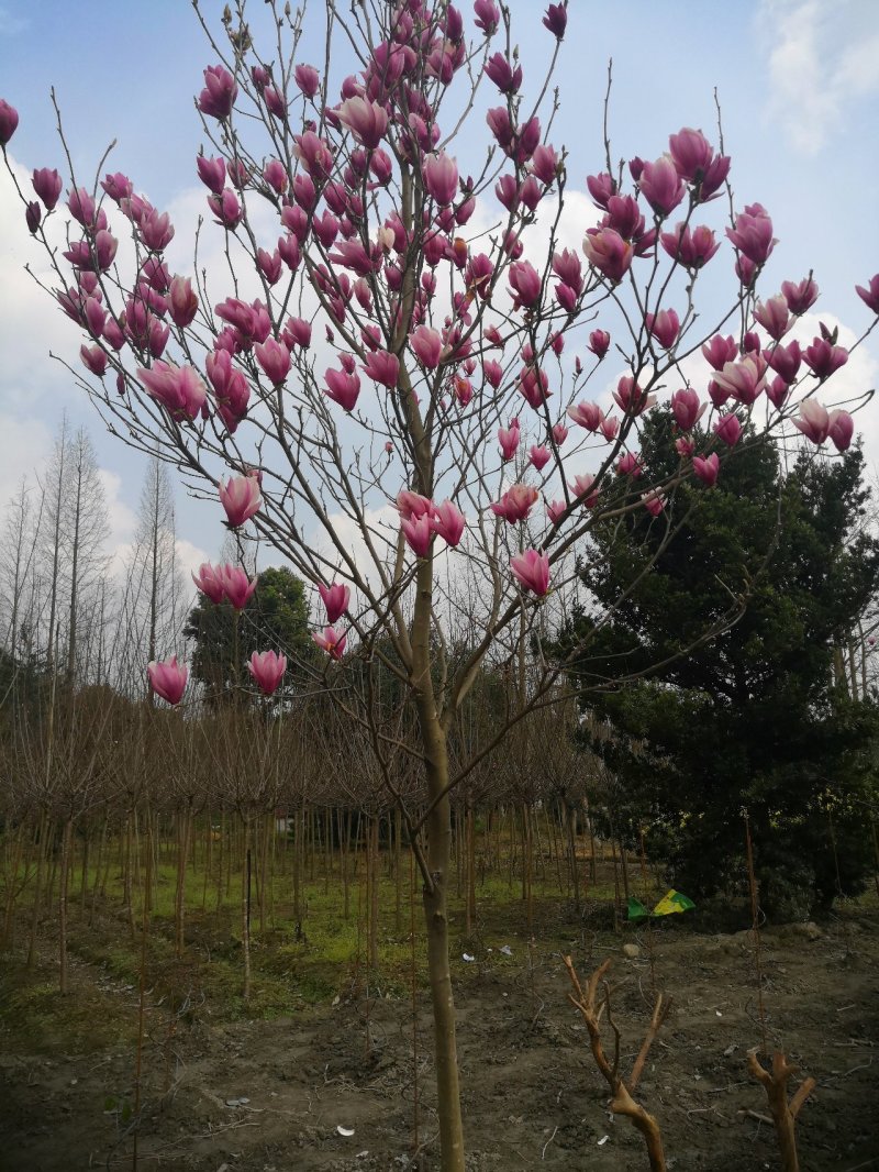 玉兰红花玉兰