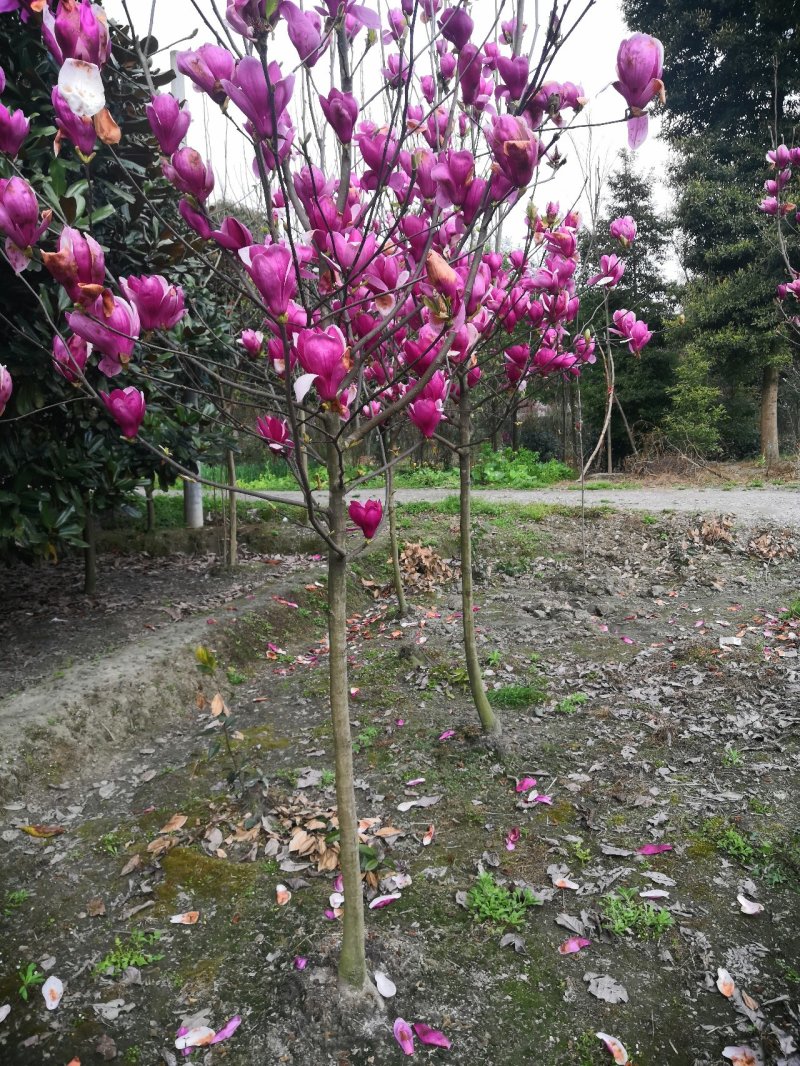玉兰红花玉兰
