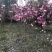玉兰红花玉兰