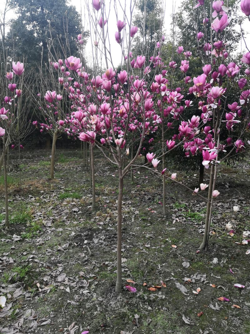 玉兰红花玉兰