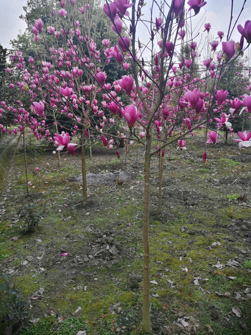 玉兰红花玉兰
