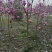 玉兰红花玉兰