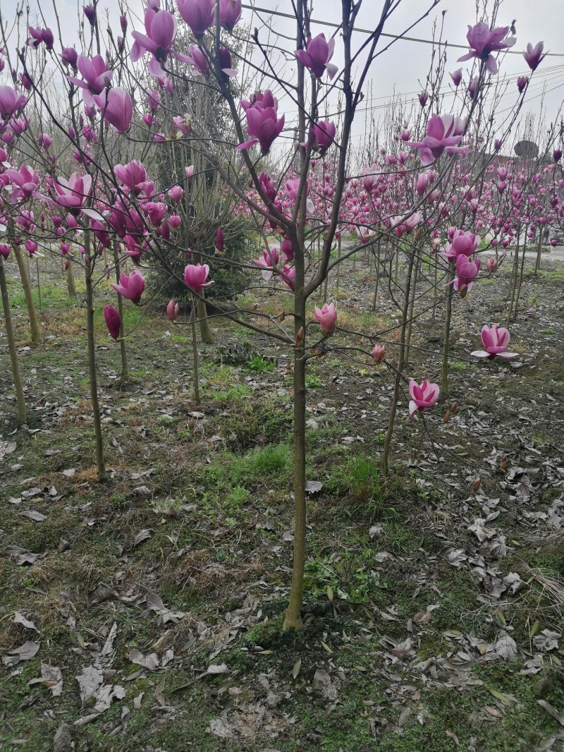 玉兰红花玉兰