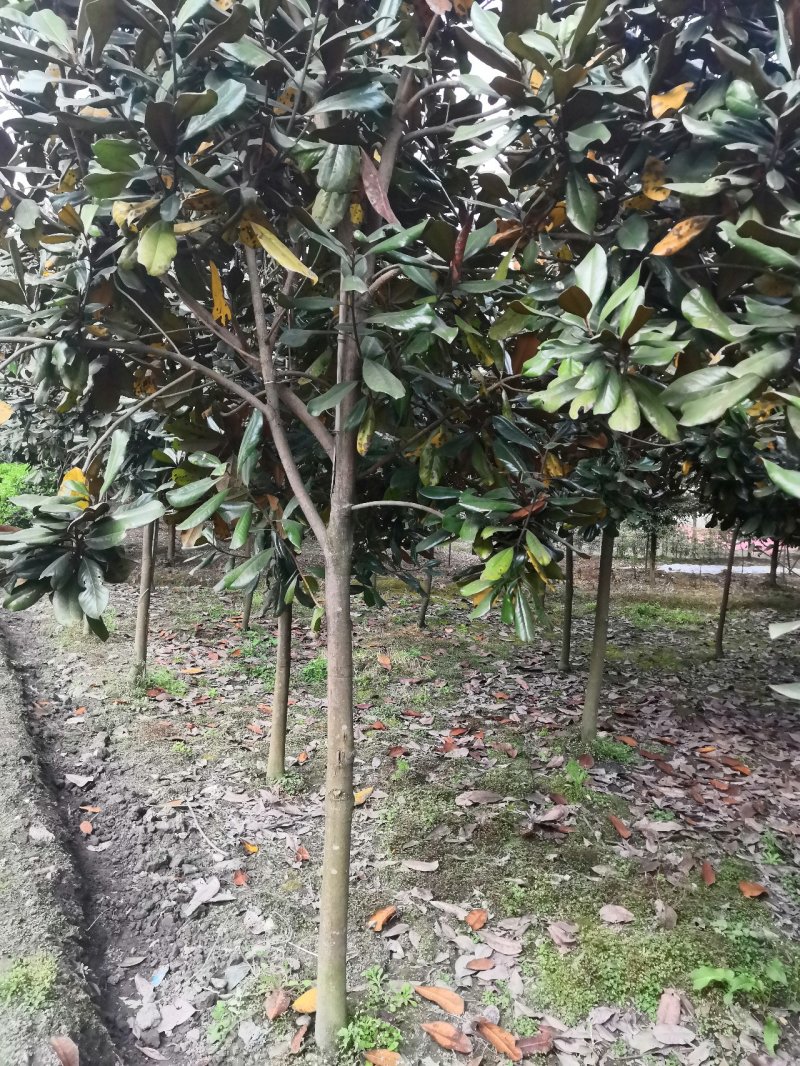 玉兰广玉兰