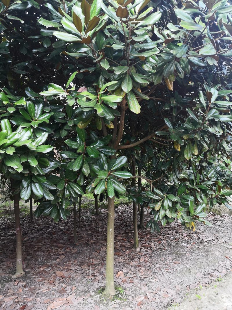 玉兰广玉兰