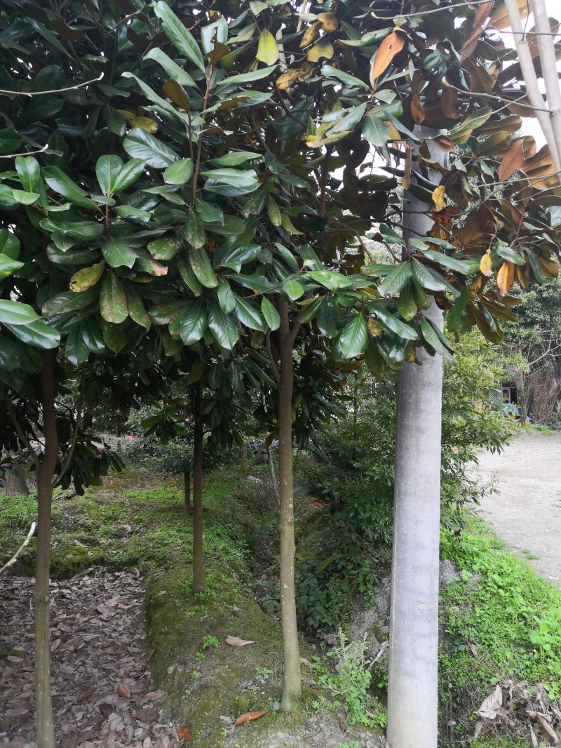 玉兰广玉兰