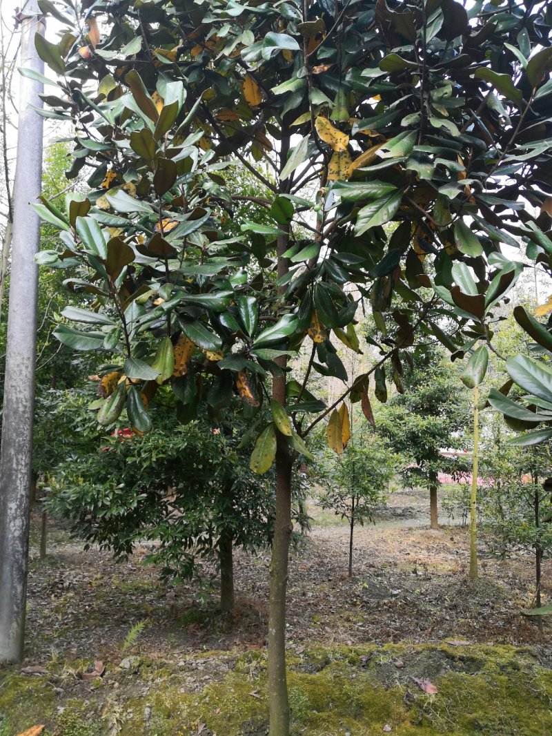 玉兰广玉兰