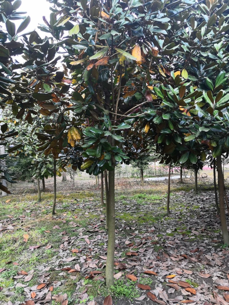 玉兰广玉兰