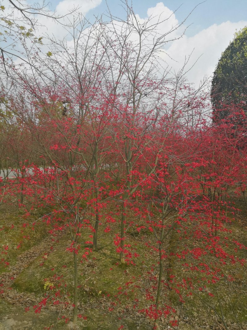 红枫
