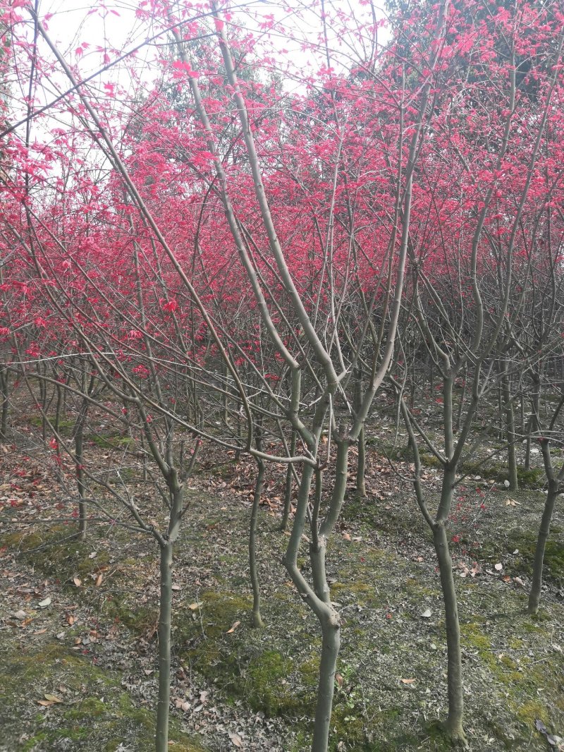 红枫