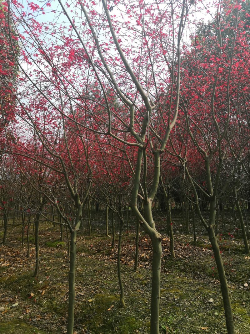 红枫