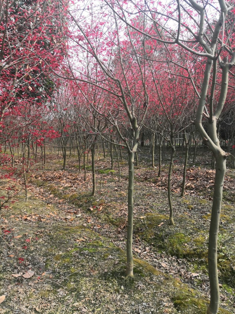 红枫