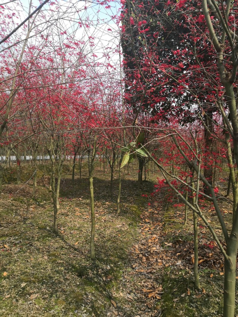 红枫