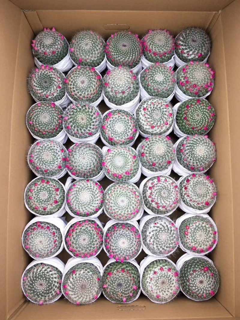 （推荐）玉翁仙人球带花苞大小规格带盆整箱批发基地直销