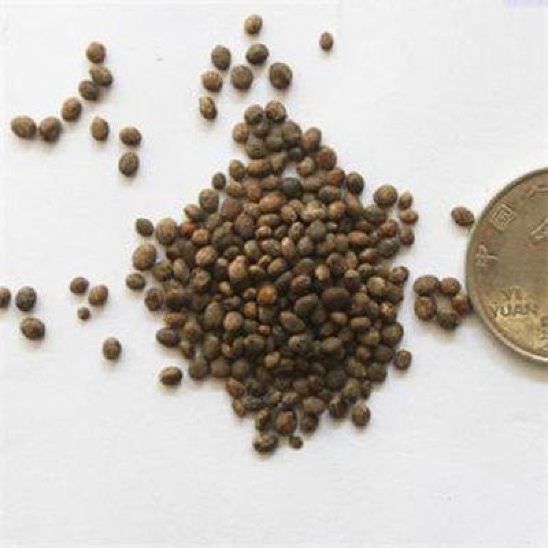 重瓣凤仙花种子染指甲盆栽种孑室内阳台四季开花易活花卉花种