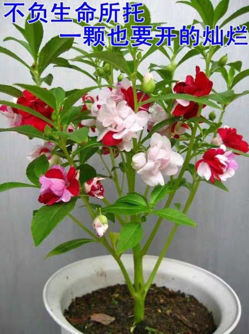 重瓣凤仙花种子染指甲盆栽种孑室内阳台四季开花易活花卉花种