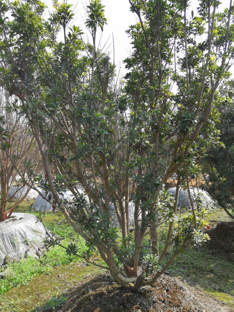 杨梅熟货
