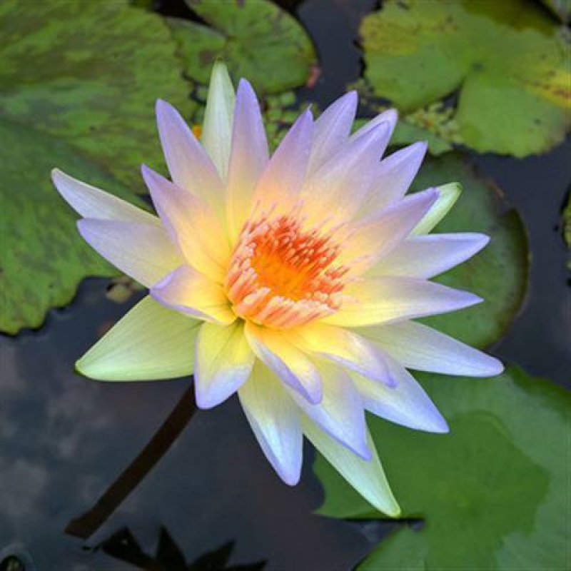 睡莲根块睡莲花苗荷花根块水培花卉植物带芽发货当年