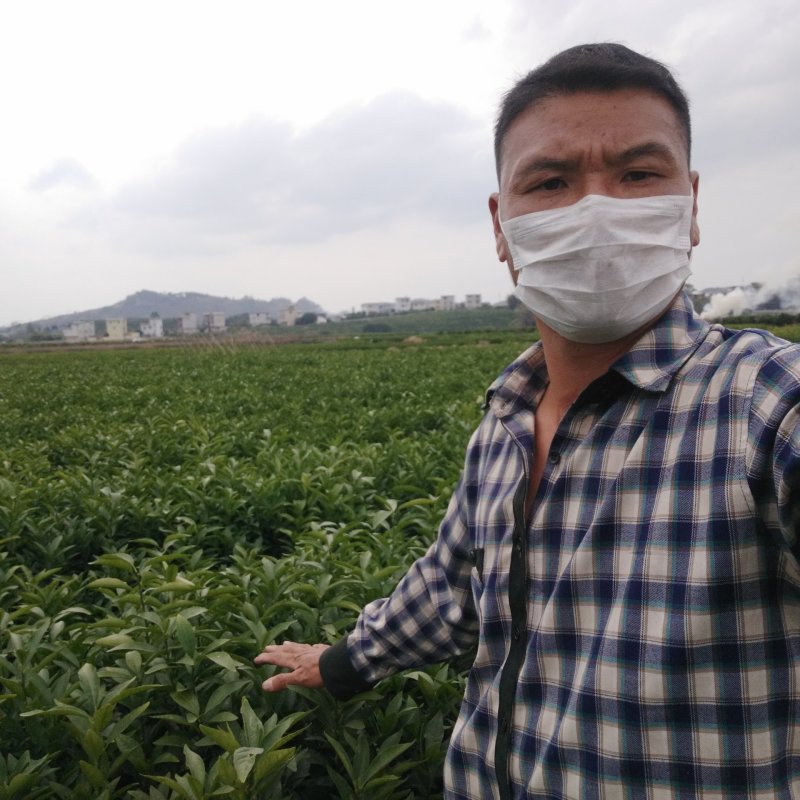 正宗沃柑苗，假一赔十，免费技术指导