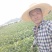 正宗沃柑苗，假一赔十，免费技术指导