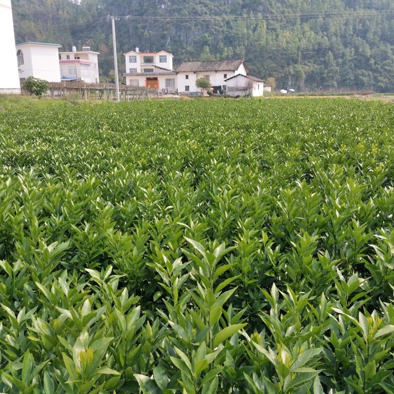 正宗沃柑苗，假一赔十，免费技术指导