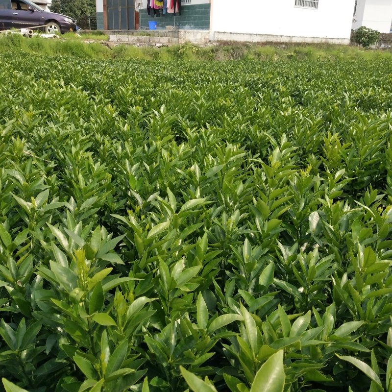 正宗沃柑苗，假一赔十，免费技术指导