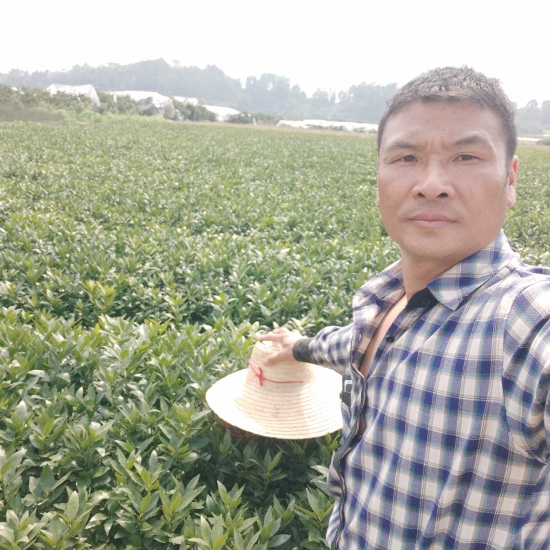 正宗沃柑苗，假一赔十，免费技术指导