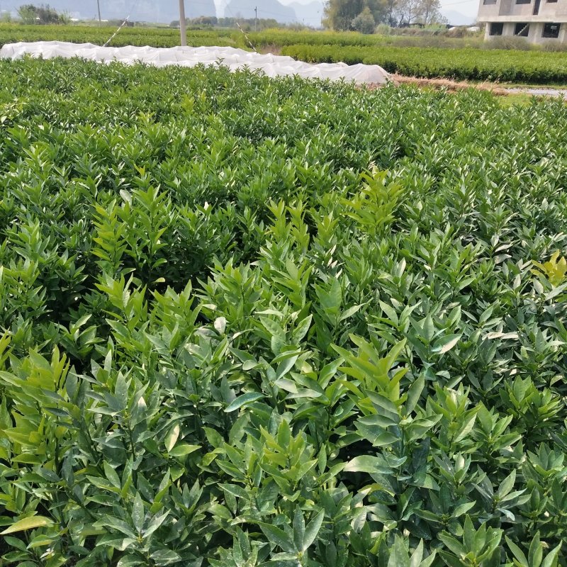 正宗沃柑苗，假一赔十，免费技术指导