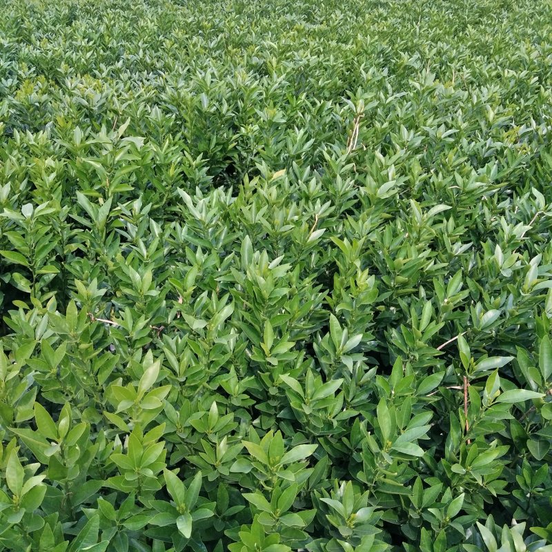 正宗沃柑苗，假一赔十，免费技术指导