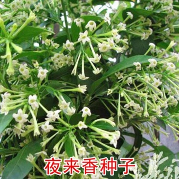 美丽月见草种子夜来香种籽多年生宿根花卉盆栽花卉低矮