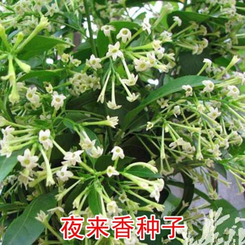 美丽月见草种子夜来香种籽多年生宿根花卉盆栽花卉低矮