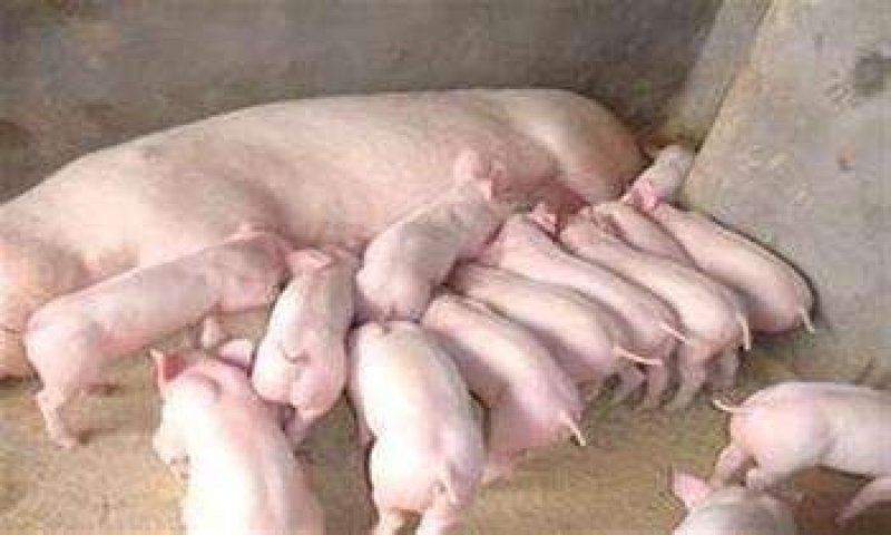 二元母猪价格大型养猪场供应