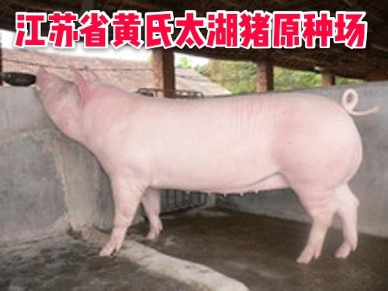 二元母猪价格大型养猪场供应
